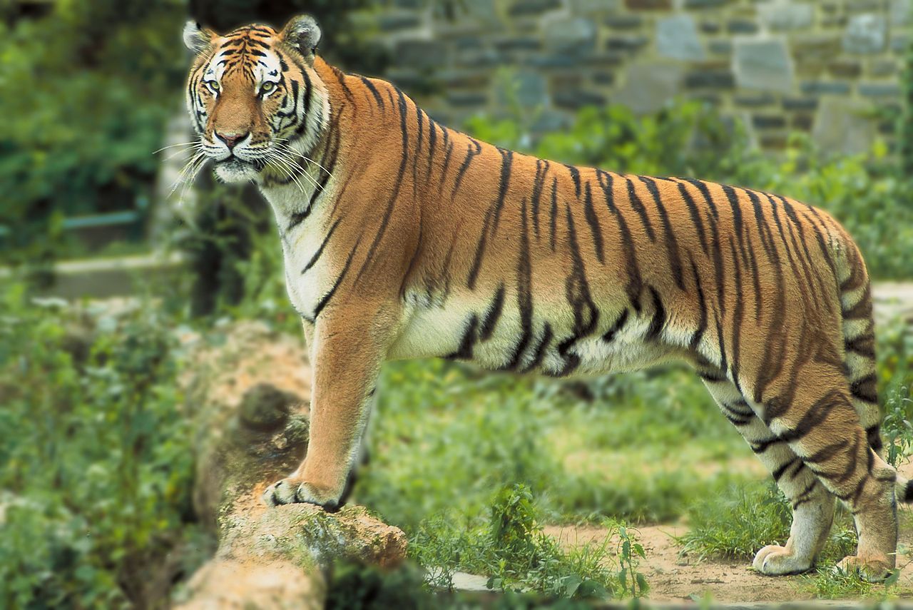 1280px-Panthera_tigris_tigris_edit2.jpeg